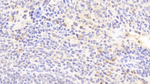 IL1RA Antibody in Immunohistochemistry (Paraffin) (IHC (P))