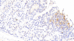 IL1RA Antibody in Immunohistochemistry (Paraffin) (IHC (P))