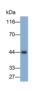 SERPINB3 Antibody in Western Blot (WB)