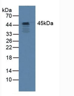 SERPINB3 Antibody in Western Blot (WB)