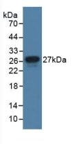 JAM-A (CD321) Antibody in Western Blot (WB)
