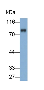 PKC alpha Antibody in Western Blot (WB)