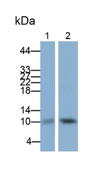 S100A2 Polyclonal Antibody