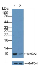 S100A2 Antibody in Western Blot (WB)