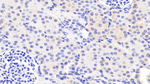 Laminin alpha-3 Antibody in Immunohistochemistry (Paraffin) (IHC (P))