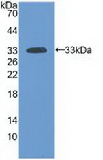 Laminin alpha-3 Antibody in Western Blot (WB)