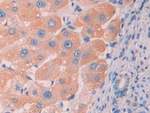Renalase Antibody in Immunohistochemistry (Paraffin) (IHC (P))