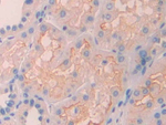 Renalase Antibody in Immunohistochemistry (Paraffin) (IHC (P))