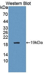 Renalase Antibody in Western Blot (WB)