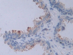 Neuropilin 2 Antibody in Immunohistochemistry (Paraffin) (IHC (P))