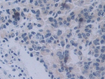 Neuropilin 2 Antibody in Immunohistochemistry (Paraffin) (IHC (P))