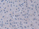 Neuropilin 2 Antibody in Immunohistochemistry (Paraffin) (IHC (P))