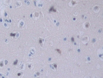 Neuropilin 2 Antibody in Immunohistochemistry (Paraffin) (IHC (P))