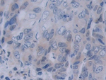 Neuropilin 2 Antibody in Immunohistochemistry (Paraffin) (IHC (P))