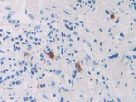 RNASE8 Antibody in Immunohistochemistry (Paraffin) (IHC (P))