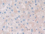 RNASE8 Antibody in Immunohistochemistry (Paraffin) (IHC (P))