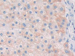 RNASE8 Antibody in Immunohistochemistry (Paraffin) (IHC (P))