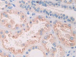 RNASE8 Antibody in Immunohistochemistry (Paraffin) (IHC (P))