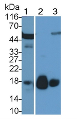 RNASE8 Antibody in Western Blot (WB)