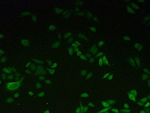 CYP1A2 Antibody in Immunocytochemistry (ICC/IF)