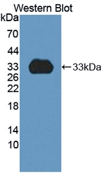 CYP1A2 Antibody in Western Blot (WB)