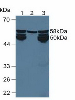 CYP1A2 Antibody in Western Blot (WB)