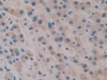 MYL9 Polyclonal Antibody