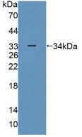 PLIN4 Antibody in Western Blot (WB)
