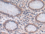 PCSK5 Antibody in Immunohistochemistry (Paraffin) (IHC (P))