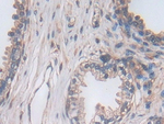 PCSK5 Antibody in Immunohistochemistry (Paraffin) (IHC (P))