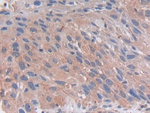 PCSK5 Antibody in Immunohistochemistry (Paraffin) (IHC (P))