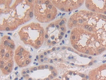 PCSK5 Antibody in Immunohistochemistry (Paraffin) (IHC (P))