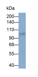 PCSK5 Antibody in Western Blot (WB)