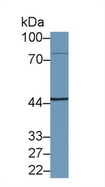 NKRF Antibody in Western Blot (WB)