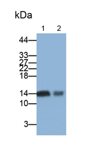 FABP1 Antibody in Western Blot (WB)