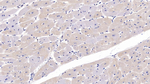 FKBP12 Polyclonal Antibody