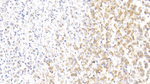 Annexin A1 Polyclonal Antibody