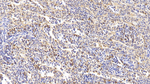 Annexin A1 Antibody in Immunohistochemistry (Paraffin) (IHC (P))