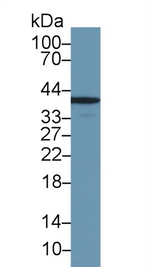 Annexin A1 Antibody in Western Blot (WB)