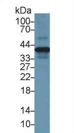 Annexin A1 Antibody in Western Blot (WB)