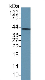 Annexin A1 Antibody in Western Blot (WB)