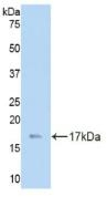 Laminin gamma-3 Antibody in Western Blot (WB)