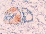 Carbonic Anhydrase XII Antibody in Immunohistochemistry (Paraffin) (IHC (P))