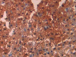 Carbonic Anhydrase XII Antibody in Immunohistochemistry (Paraffin) (IHC (P))