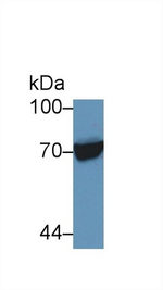 HSP701L Antibody in Western Blot (WB)