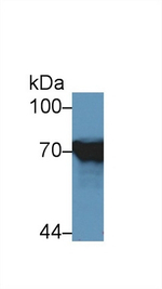 HSP701L Antibody in Western Blot (WB)