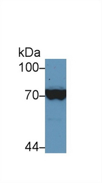 HSP701L Antibody in Western Blot (WB)
