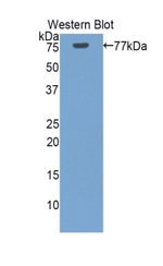 HSP701L Antibody in Western Blot (WB)