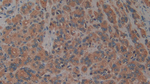 AZGP1 Antibody in Immunohistochemistry (Paraffin) (IHC (P))