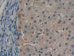 AZGP1 Antibody in Immunohistochemistry (Paraffin) (IHC (P))